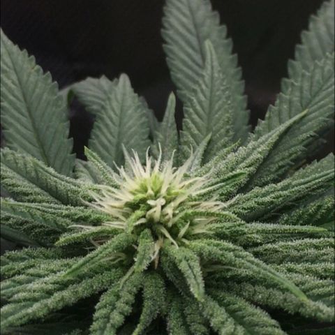 Sweet Cherry Kush  growlog timeline photo