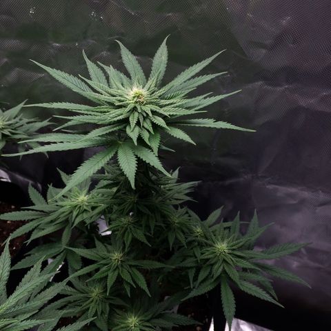 Sweet Cherry Kush  growlog timeline photo
