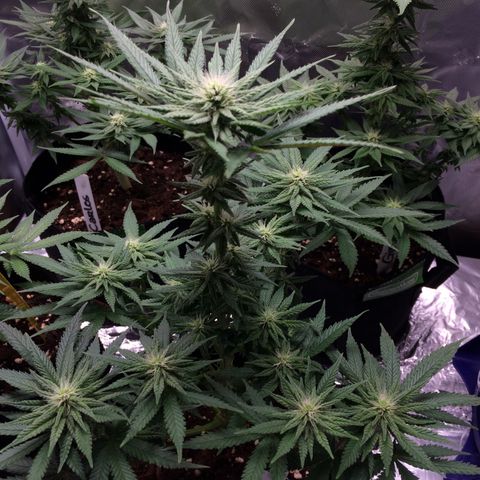 Sweet Cherry Kush  growlog timeline photo