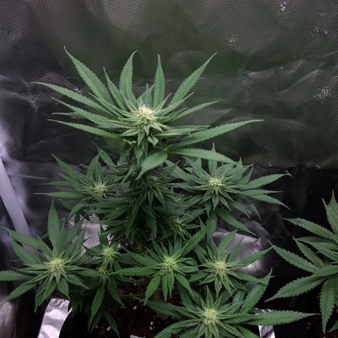 Sweet Cherry Kush  growlog timeline photo