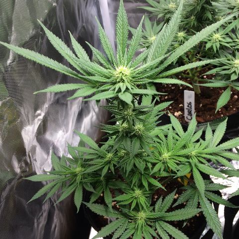 Sweet Cherry Kush  growlog timeline photo