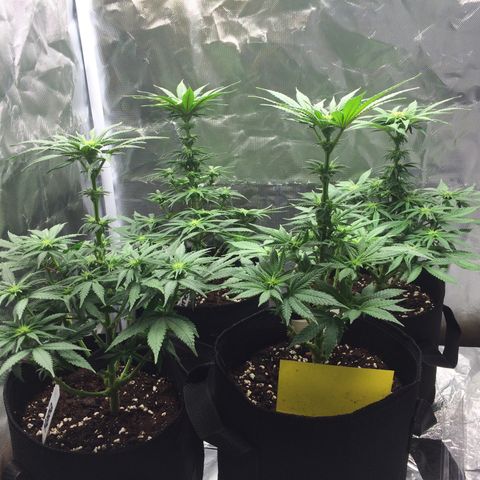 Sweet Cherry Kush  growlog timeline photo