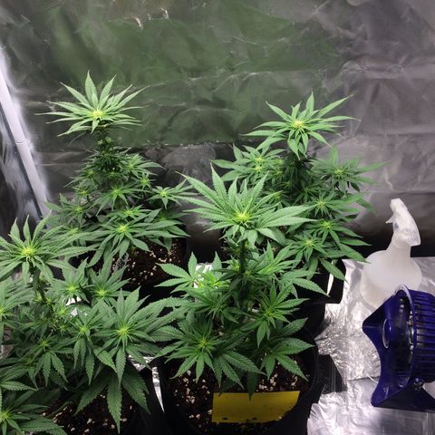 Sweet Cherry Kush  growlog timeline photo