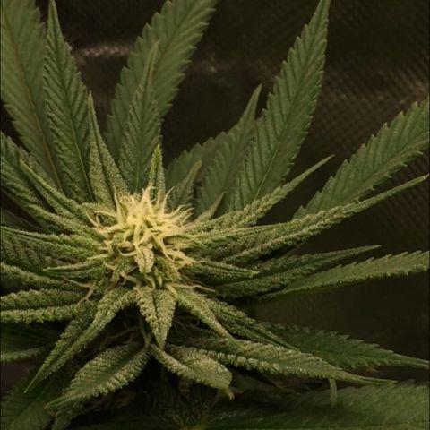 Sweet Cherry Kush  growlog timeline photo