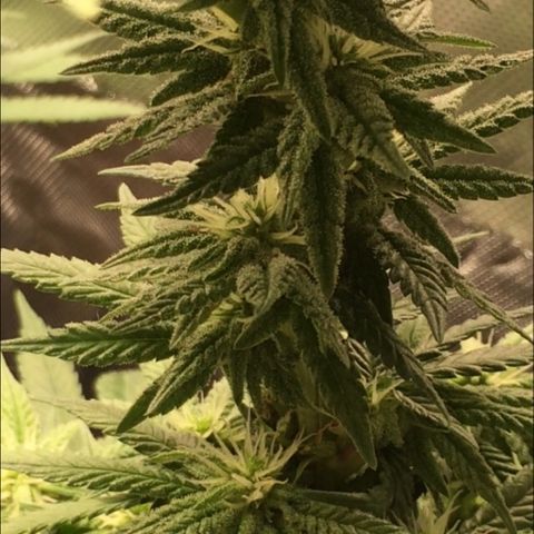 Sweet Cherry Kush  growlog timeline photo