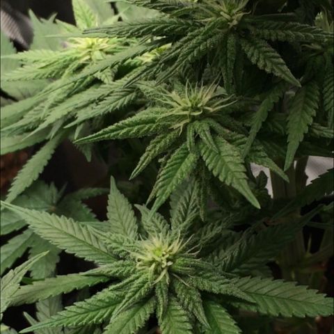 Sweet Cherry Kush  growlog timeline photo