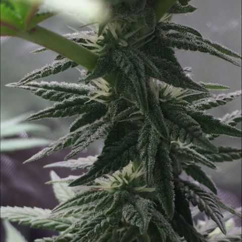 Sweet Cherry Kush  growlog timeline photo