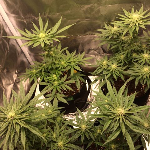 Sweet Cherry Kush  growlog timeline photo