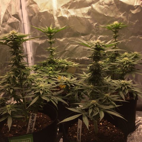 Sweet Cherry Kush  growlog timeline photo