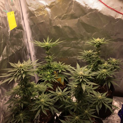 Sweet Cherry Kush  growlog timeline photo