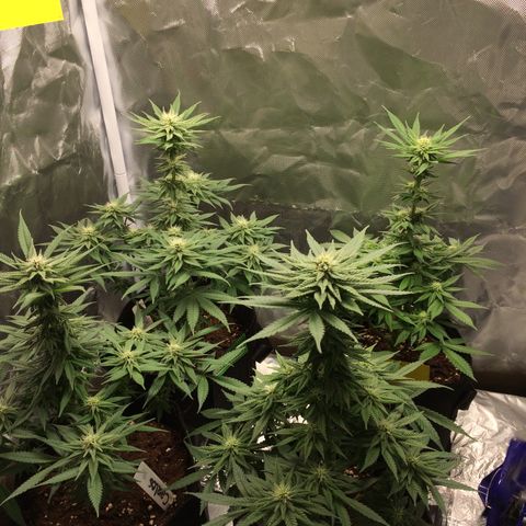 Sweet Cherry Kush  growlog timeline photo