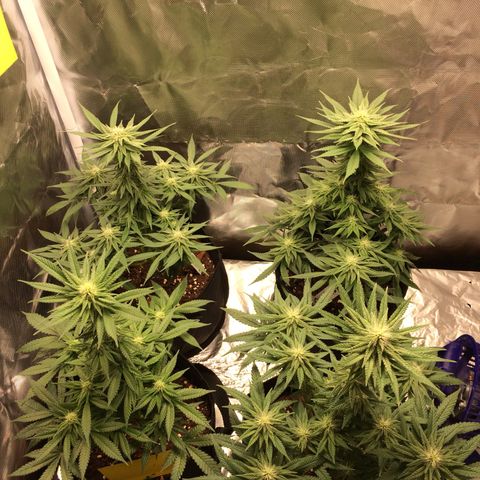 Sweet Cherry Kush  growlog timeline photo