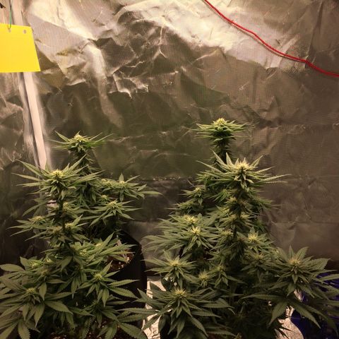 Sweet Cherry Kush  growlog timeline photo