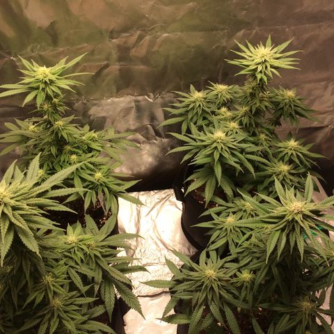 Sweet Cherry Kush  growlog timeline photo
