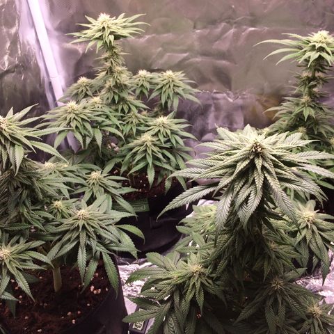 Sweet Cherry Kush  growlog photo: Carlos fängt an zu purplen 