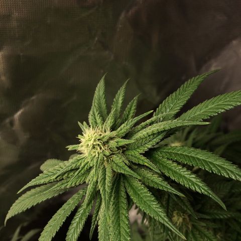 Sweet Cherry Kush  growlog photo: Carlos fängt an zu purplen 