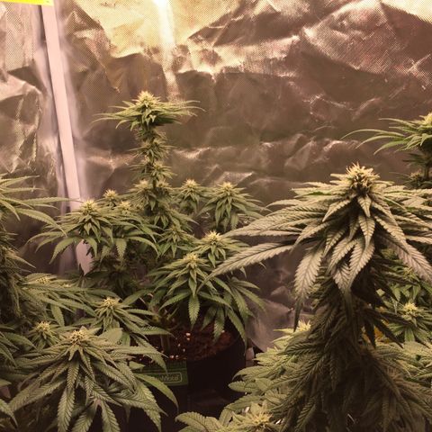 Sweet Cherry Kush  growlog photo: Carlos fängt an zu purplen 