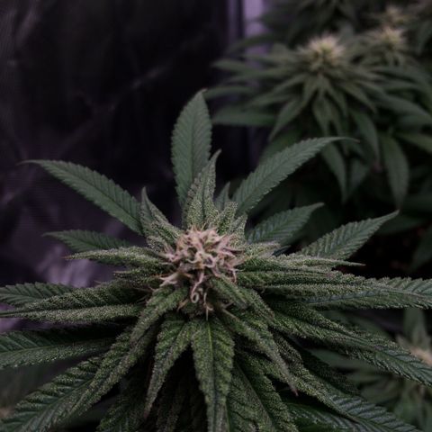 Sweet Cherry Kush  growlog photo: Carlos fängt an zu purplen 