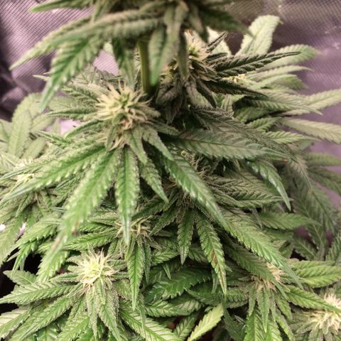 Sweet Cherry Kush  growlog timeline photo