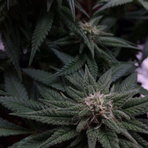 Sweet Cherry Kush  growlog timeline photo