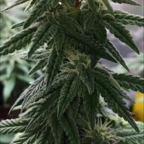 Sweet Cherry Kush  growlog timeline photo