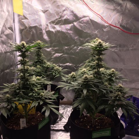 Sweet Cherry Kush  growlog timeline photo