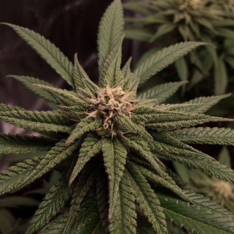 Sweet Cherry Kush  growlog timeline photo