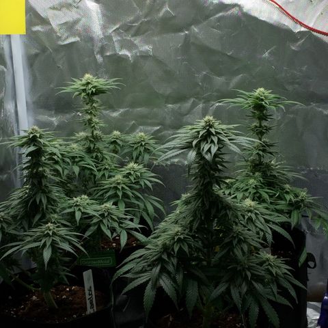 Sweet Cherry Kush  growlog timeline photo