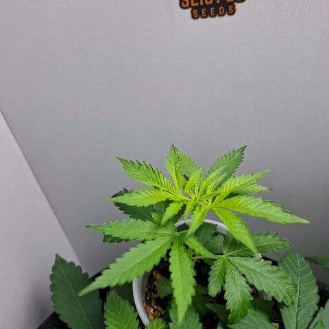Pure Glitter Clone growlog timeline photo