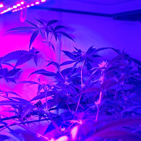 Pure Glitter Clone growlog timeline photo