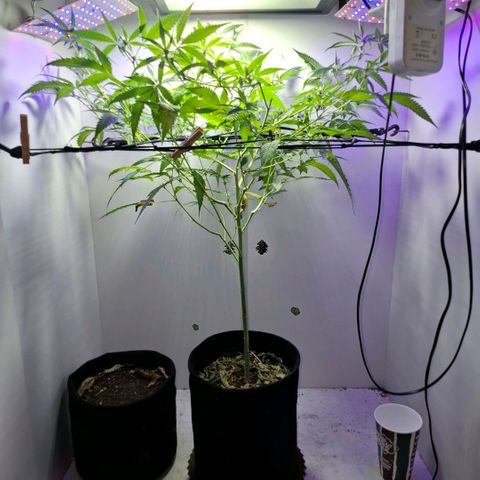 Pure Glitter Clone growlog timeline photo