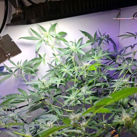 Pure Glitter Clone growlog timeline photo