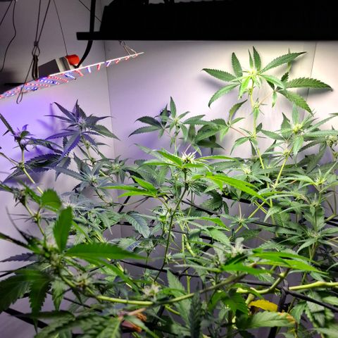 Pure Glitter Clone growlog timeline photo