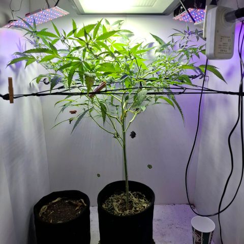 Pure Glitter Clone growlog timeline photo