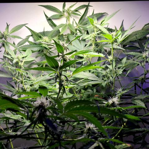Pure Glitter Clone growlog timeline photo