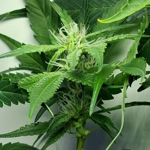 Pure Glitter Clone growlog timeline photo
