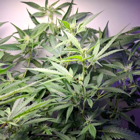 Pure Glitter Clone growlog timeline photo