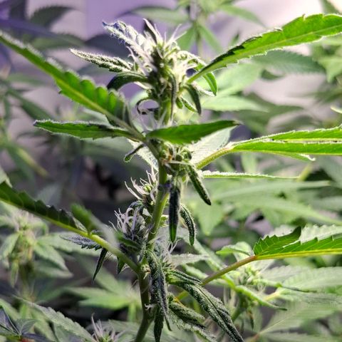 Pure Glitter Clone growlog timeline photo