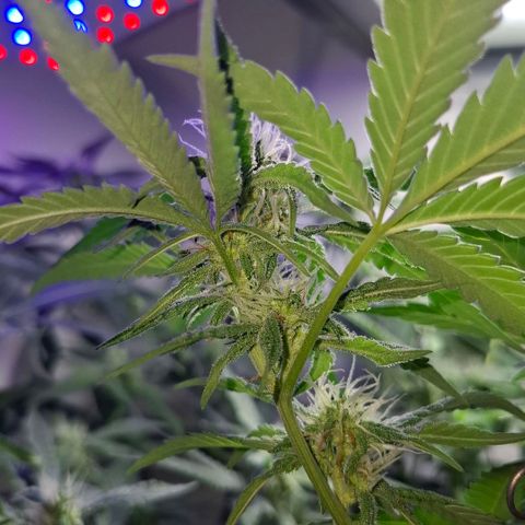 Pure Glitter Clone growlog timeline photo