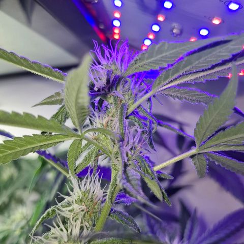 Pure Glitter Clone growlog timeline photo