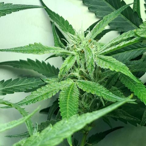 Pure Glitter Clone growlog timeline photo