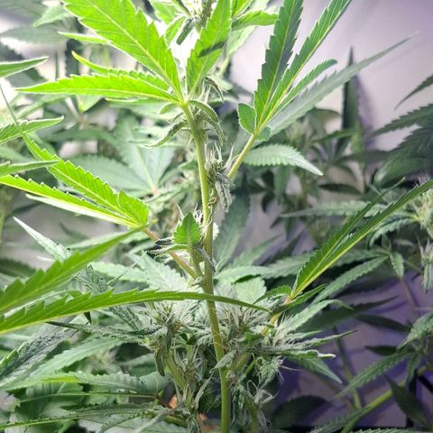 Pure Glitter Clone growlog timeline photo