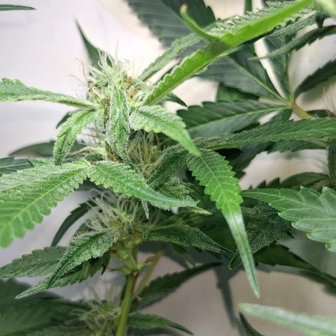 Pure Glitter Clone growlog timeline photo