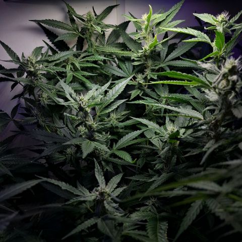 Pure Glitter Clone growlog timeline photo