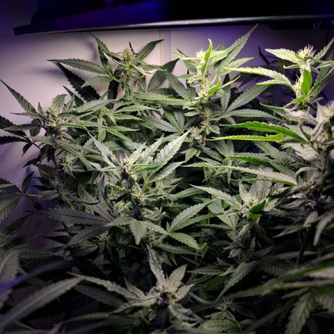 Pure Glitter Clone growlog timeline photo