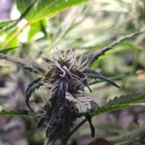 Pure Glitter Clone growlog timeline photo