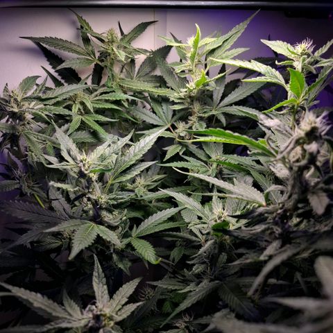 Pure Glitter Clone growlog timeline photo