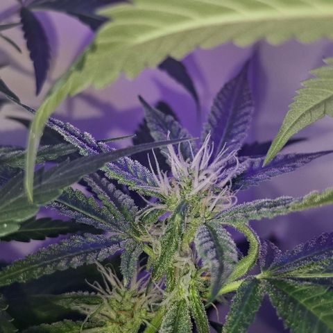 Pure Glitter Clone growlog timeline photo