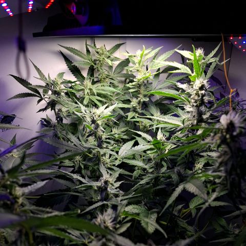 Pure Glitter Clone growlog timeline photo