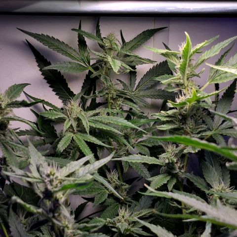 Pure Glitter Clone growlog timeline photo